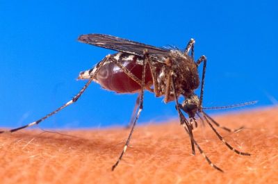 El dengue y el virus del Nilo Occidental: una amenaza real